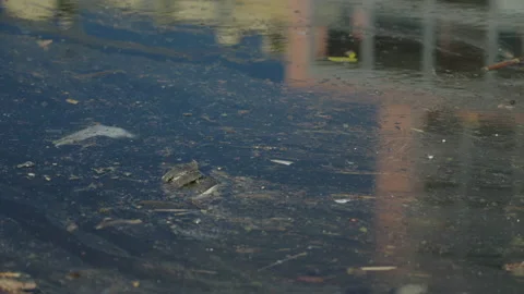 Polluted River Stock Footage 220580851