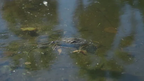Polluted River Stock Footage 220582446