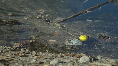 Polluted River Stock Footage 220598839