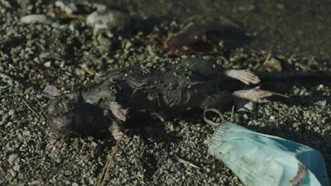 Polluted River Stock Footage 220601217