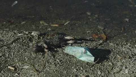 Polluted River Stock Footage 220601326