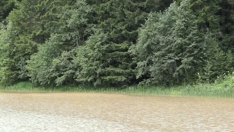 A polluted river in a green mixed forest Stock Footage 78121727
