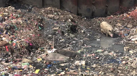 Polluted river in Mumbai slums, trash, waste, garbage, feeding pigs, poverty 動画素材 48786943