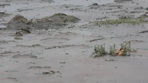 Polluted river with no water and trash on its bank Video stock 114387597