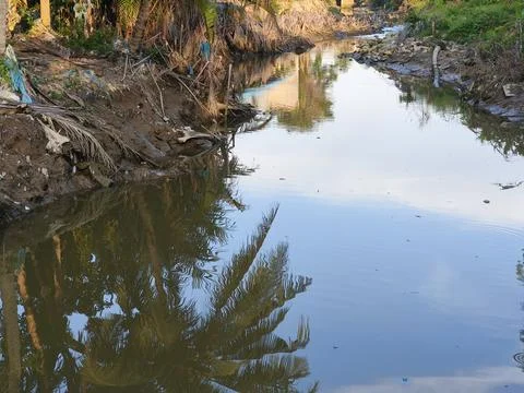 Polluted river with palm trees reflected. Fotos Stock