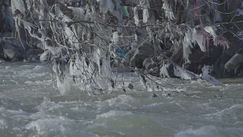Polluted river with plastic and nylons hanging on branches in slow motion Stock-Footage 149246366
