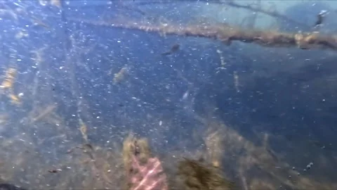 Polluted river underwater view with organic debris and particles floating n.. Stock Footage 332442946