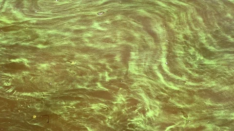 Polluted river water close up for background Stock Footage 95824645