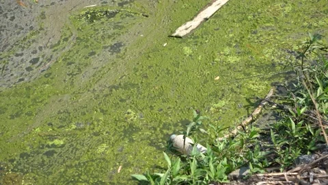 Polluted rivers Stock Footage 136558190