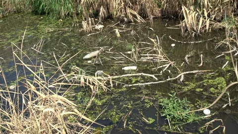 Polluted rivers Stock Footage 136558332