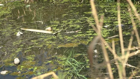 Polluted rivers Stock Footage 136558600