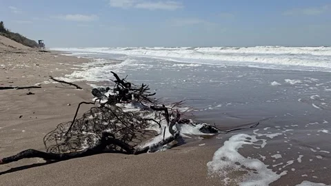 Polluted sandy beach with garbage washed ashore 库存影片 332079443