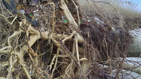 Polluted sandy beach with tree in the water and plastic and glass debris around. Stock Footage 89860271