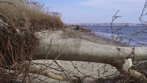 Polluted sandy beach with tree in the water and plastic and glass debris around. Video stock 89860278