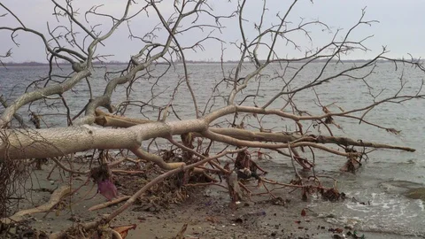 Polluted sandy beach with tree in the water and trash debris around. Vídeo Stock 89860283