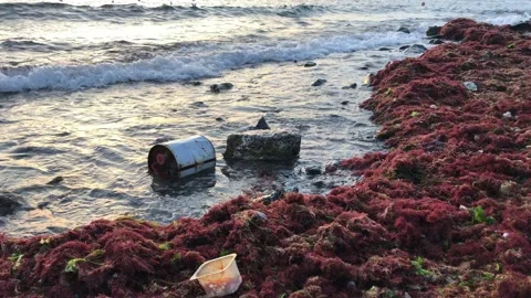 Polluted sea Stock Footage 145681217