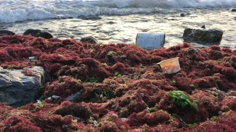 Polluted sea Stock Footage 145681226