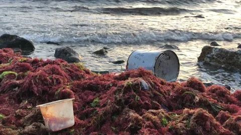 Polluted sea Stock Footage 145681324