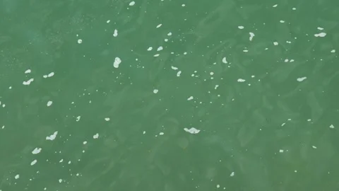 Polluted sea surface with foam stains and a green toxic hue Vídeos de archivo 277114716