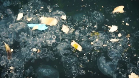 Polluted Sea Water Stock Footage 88902968