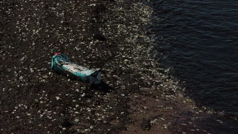 Polluted shoreline with plastic bottle stranded among shells and dark seaweed Stock Footage 337735978