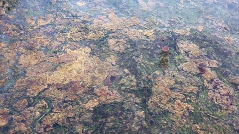 Polluted stagnant water surface covered with brown and green algae bloom Stock Footage 343321805
