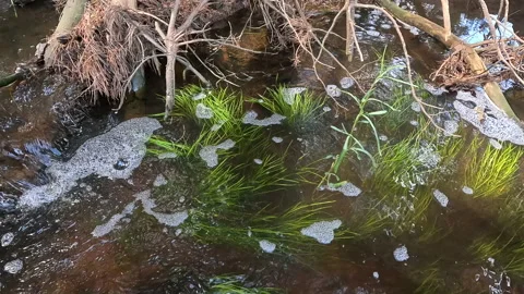 Polluted Stream Stock Footage 213251447