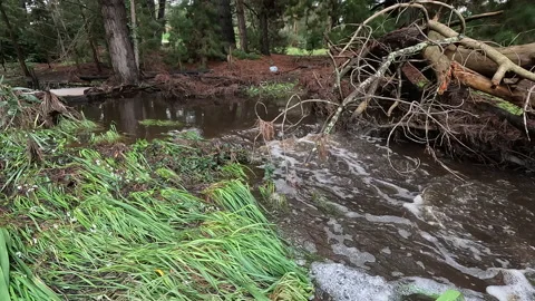 Polluted Stream Stock Footage 225226678