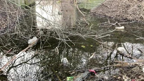 Polluted stream with plastic bottles and branches, surrounded dry vegetation Stock Footage 303799664