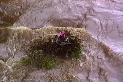  Polluted stream in tropics Stock Footage 464452