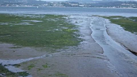 Polluted Swamp: Unveiling the Global Environmental Crisis Stock Footage 247494475