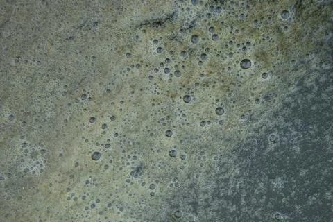 Polluted water in a fish pond. Bubbles on the surface of neglected, pollute.. Stock Photos