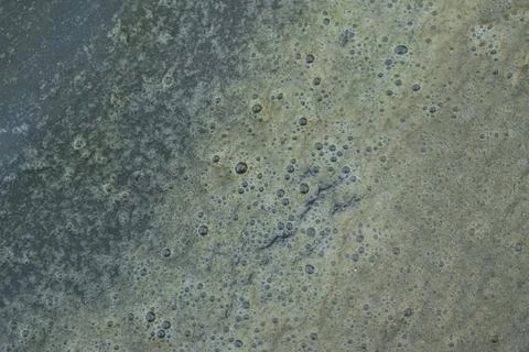 Polluted water in a fish pond. Bubbles on the surface of neglected, pollute.. Stock Photos