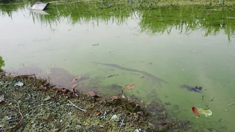 Polluted water Stock Footage 136140224