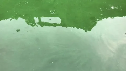 Polluted water of Hatirjheel Stock Footage 251729150