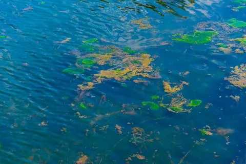Polluted water Stock Photos