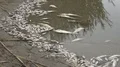 Polluted water with poisoned dead fish 4k or 4k+ Resolution