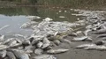 Polluted water with poisoned dead fish 4k or 4k+ Resolution