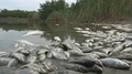 Polluted water with poisoned dead fish 4k or 4k+ Resolution