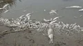 Polluted water with poisoned dead fish 4k or 4k+ Resolution