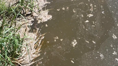 Polluted water on the river. Stock Footage 90087261