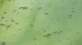 Polluted water. Sewage, dirty, green water. 3 HD Footage