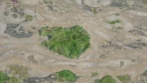 Polluted Water Surface with Algae and Foam Stockbeeldmateriaal 335107548