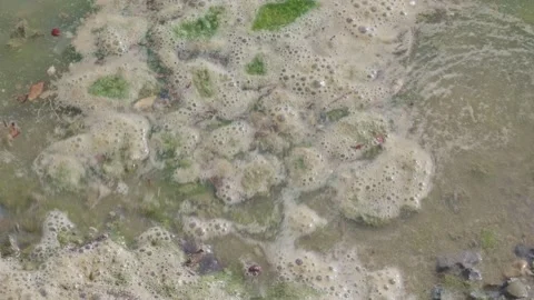 Polluted Water Surface with Algae and Foam Vidéo 335107737