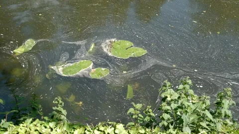 Polluted water surface with floating lily pads and scum in a pond or river Stock-Footage 337290421