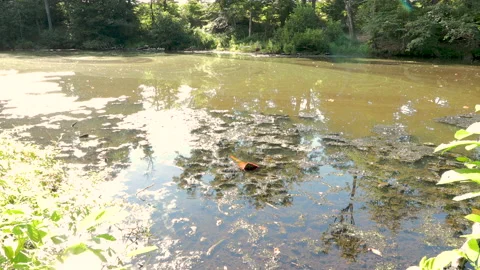 Polluted water with a traffic cone 動画素材 204829356