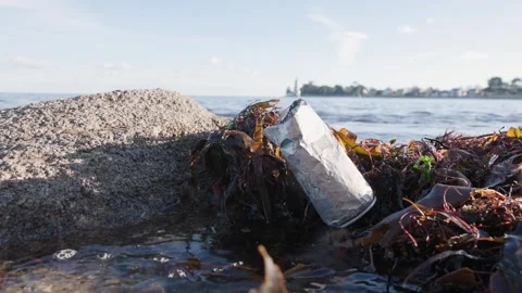 Polluting Can-Like Debris Caught in Seaweed Stock Footage 321956828