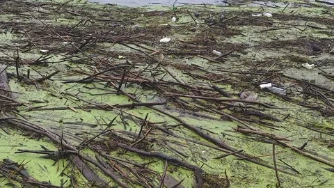 Pollution after the hurricane. Branches with plastic trash on the water Stock Footage 144278184