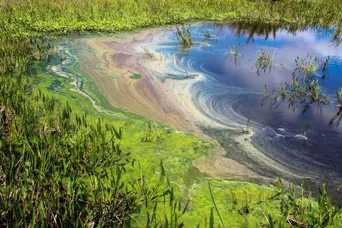 Pollution and algae in the wetlands Foto stock