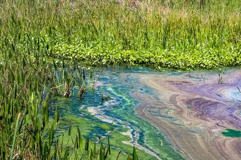 Pollution and algae in the wetlands Stock Photos